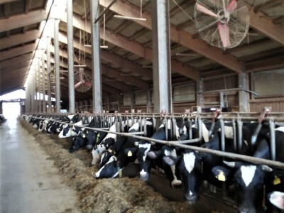 Farma obitelji Murković iz međimurskog Novakovca najbolja je mlječna farma u Hrvatskoj