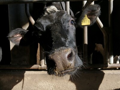 Farma obitelji Murković iz međimurskog Novakovca najbolja je mlječna farma u Hrvatskoj
