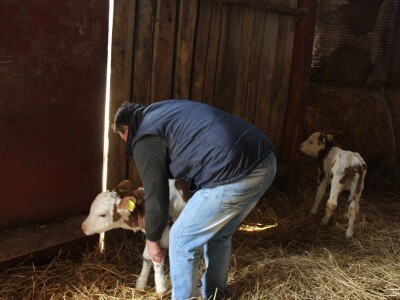 Farma obitelji Uglješić