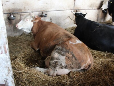 Farma obitelji Uglješić