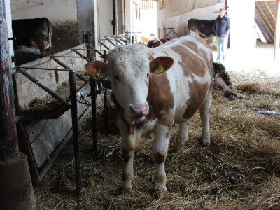 Farma obitelji Uglješić