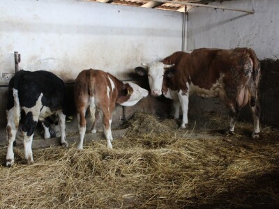 Farma obitelji Uglješić