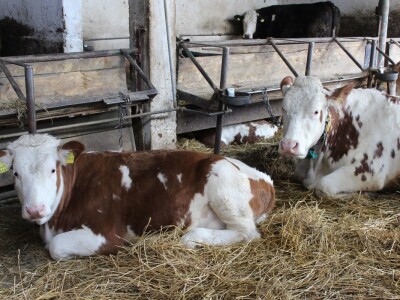 Farma obitelji Uglješić