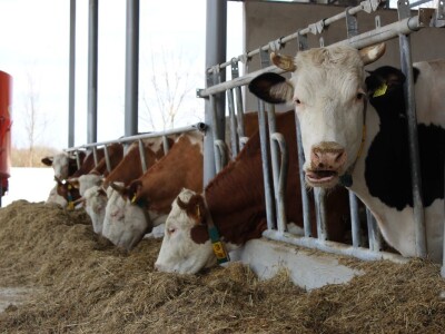 Farma obitelji Uglješić