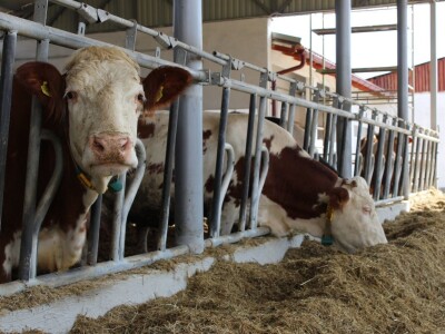 Farma obitelji Uglješić