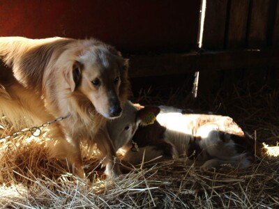 Farma obitelji Uglješić