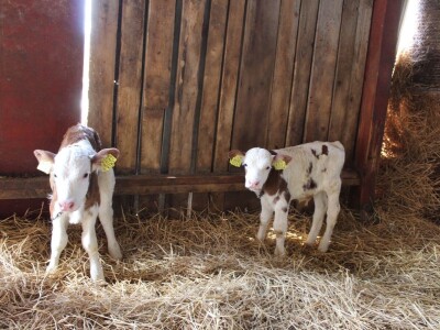 Farma obitelji Uglješić