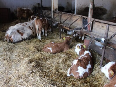 Farma obitelji Uglješić