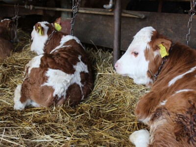 Farma obitelji Uglješić