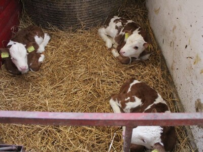 Farma obitelji Uglješić