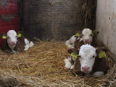 Farma obitelji Uglješić