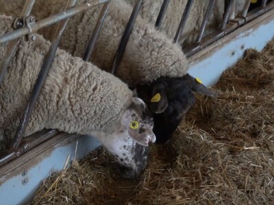 Farma ovaca "Hacienda de la Vida"