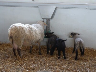 Farma ovaca "Hacienda de la Vida"