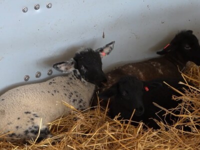 Farma ovaca "Hacienda de la Vida"