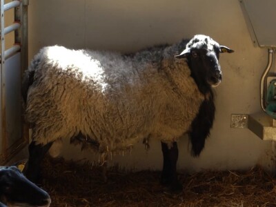 Farma ovaca "Hacienda de la Vida"