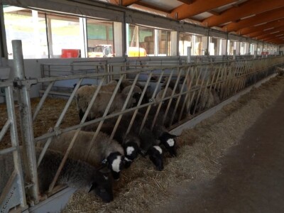 Farma ovaca "Hacienda de la Vida"