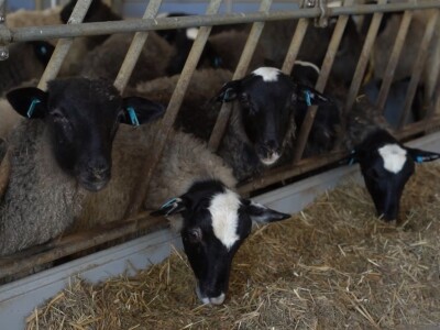 Farma ovaca "Hacienda de la Vida"
