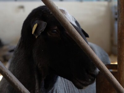 Farma ovaca "Hacienda de la Vida"