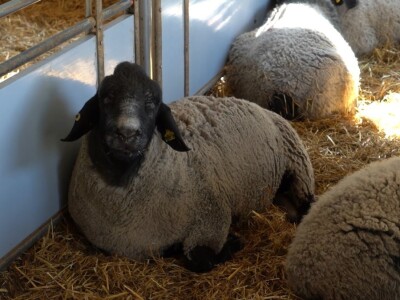 Farma ovaca "Hacienda de la Vida"