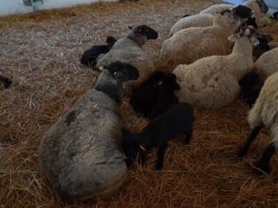 Farma ovaca "Hacienda de la Vida"