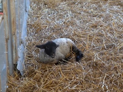 Farma ovaca "Hacienda de la Vida"