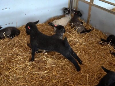 Farma ovaca "Hacienda de la Vida"