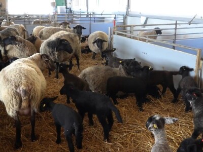 Farma ovaca "Hacienda de la Vida"