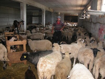 OPG Kaloper - proizvodnja kozjeg i ovčjeg mlijeka te jarića i kozlića