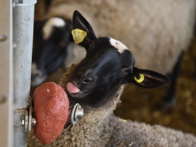 Farma Hacienda de la Vida kod Kiseljaka