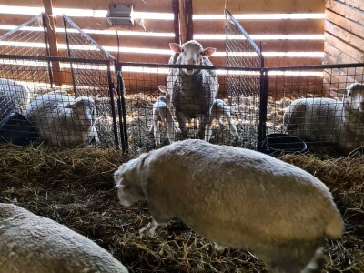 Farma ovaca "TDM-beee"