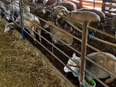 Farma ovaca "TDM-beee"