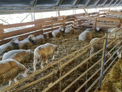 Farma ovaca "TDM-beee"
