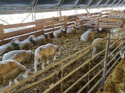 Farma ovaca "TDM-beee"