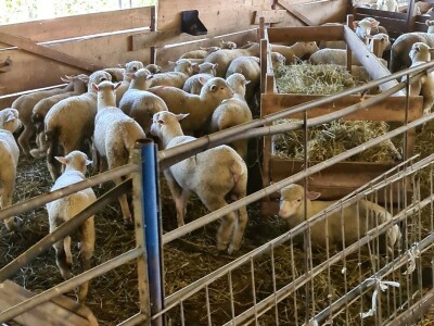 Farma ovaca "TDM-beee"