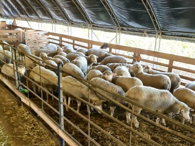 Farma ovaca "TDM-beee"