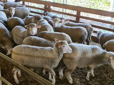 Farma ovaca "TDM-beee"