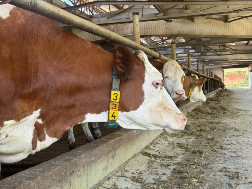 farma Ovnak GEA