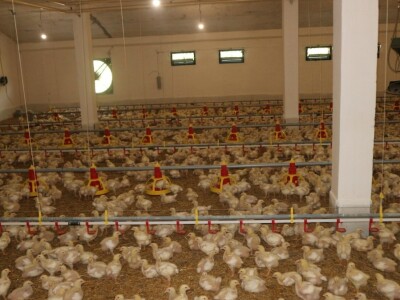 Farma pilića "Pileti" iz Bratunca Farma pilića "Pileti" iz Bratunca