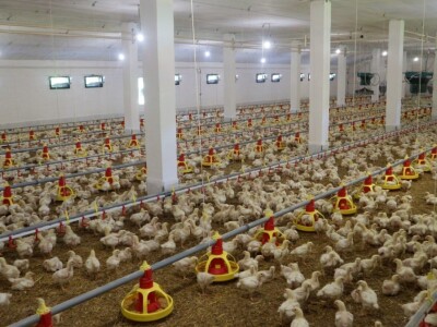 Farma pilića "Pileti" iz Bratunca Farma pilića "Pileti" iz Bratunca