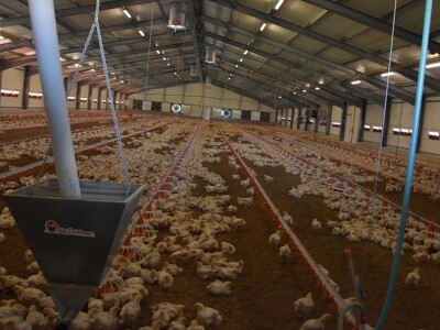 Farma pilića Škrlec