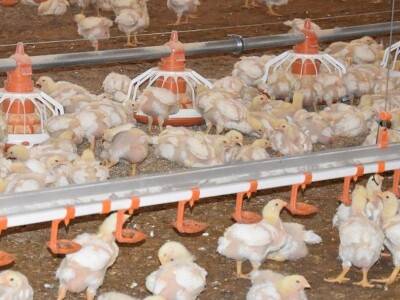 Farma pilića Škrlec