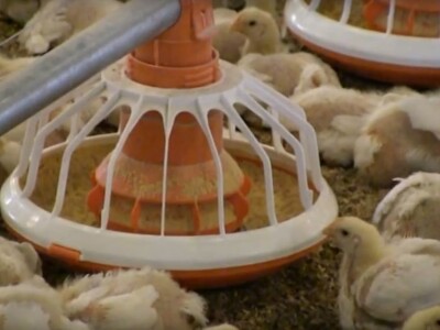 Farma pilića Škrlec