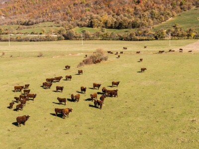 FARMA PODHUM, centar izvrsnosti organskog uzgoja goveda pasmine salers