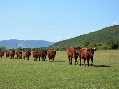 FARMA PODHUM, centar izvrsnosti organskog uzgoja goveda pasmine salers