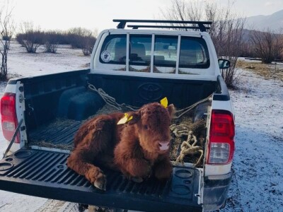 FARMA PODHUM, centar izvrsnosti organskog uzgoja goveda pasmine salers