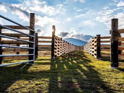 FARMA PODHUM, centar izvrsnosti organskog uzgoja goveda pasmine salers
