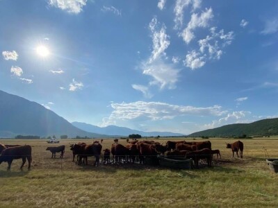 FARMA PODHUM, centar izvrsnosti organskog uzgoja goveda pasmine salers
