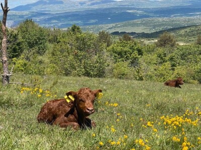 FARMA PODHUM, centar izvrsnosti organskog uzgoja goveda pasmine salers