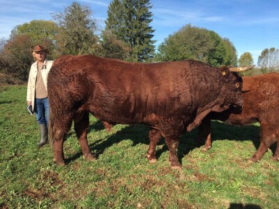 FARMA PODHUM, centar izvrsnosti organskog uzgoja goveda pasmine salers