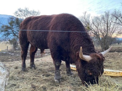 FARMA PODHUM, centar izvrsnosti organskog uzgoja goveda pasmine salers